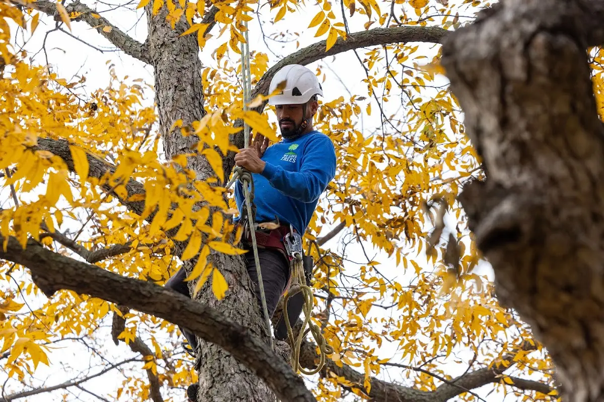 Skilled Storm Damage Cleanup crew working in Meridian